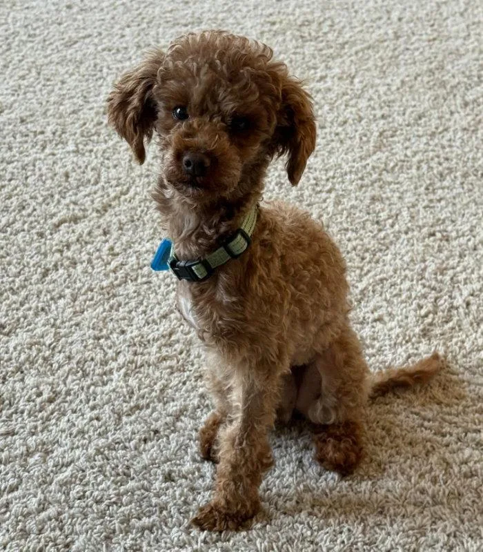 An adult small-sized male Poodle dog named Simon for adoption in Mukwonago, WI