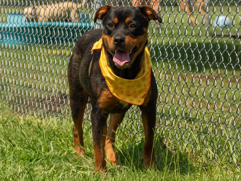 An adult medium-sized female Black Mixed Breed dog named Casey for adoption in Myrtle Beach, SC