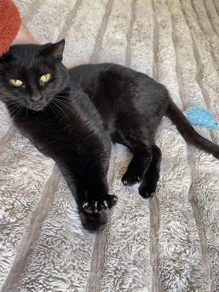 A young small-sized female Black Domestic Short Hair cat named Almond for adoption in Olyphant, PA