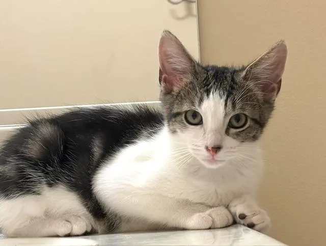 A baby medium-sized female Domestic Short Hair cat named Gidget for adoption in Annapolis, MD