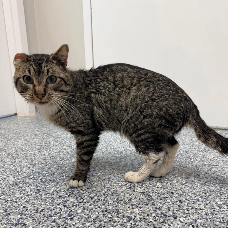 An adult medium-sized male Gray / Blue / Silver Domestic Short Hair cat named Soot for adoption in Great Falls, MT
