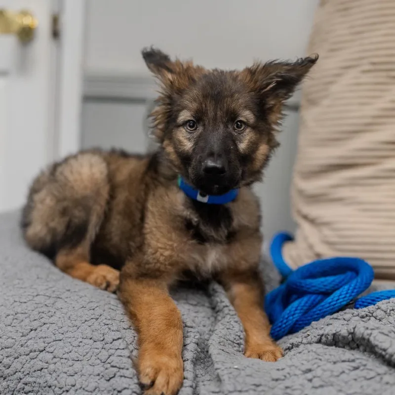 A baby large-sized male Sable German Shepherd Dog dog named Nibbles for adoption in Pawling, NY