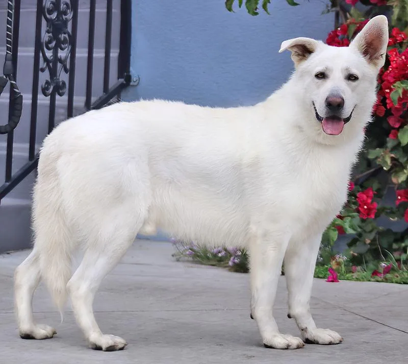 A young large-sized male White / Cream German Shepherd Dog dog named Klondike Von Kemnath for adoption in Los Angeles, CA