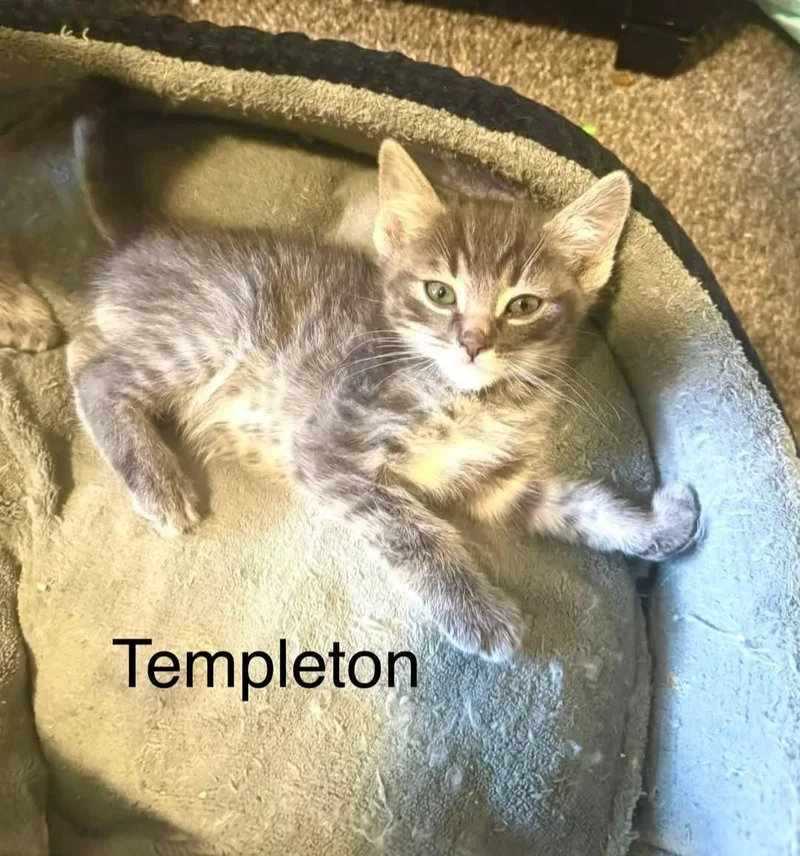A baby medium-sized male Domestic Short Hair cat named Templeton for adoption in Reno, NV