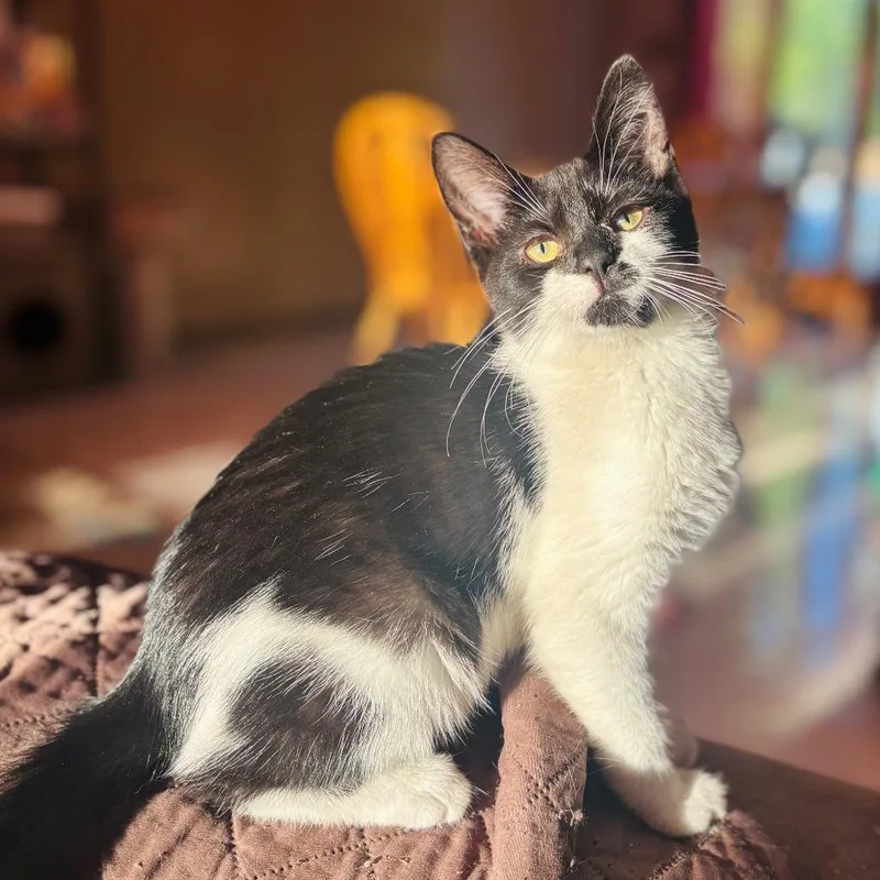 A baby small-sized female Black Domestic Short Hair cat named Tilly for adoption in Woodbury, NJ