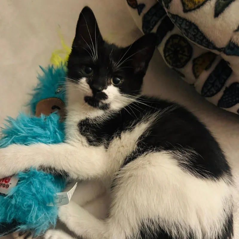 Tilly thumbnail 2