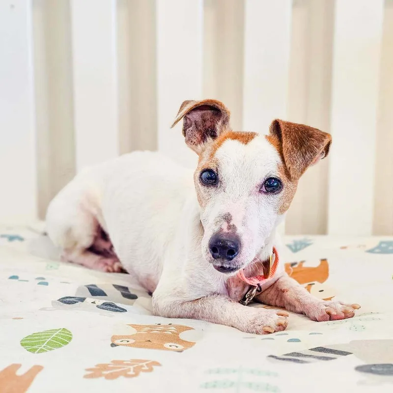 A senior small-sized male Jack Russell Terrier dog named Wishbone for adoption in Spokane , WA