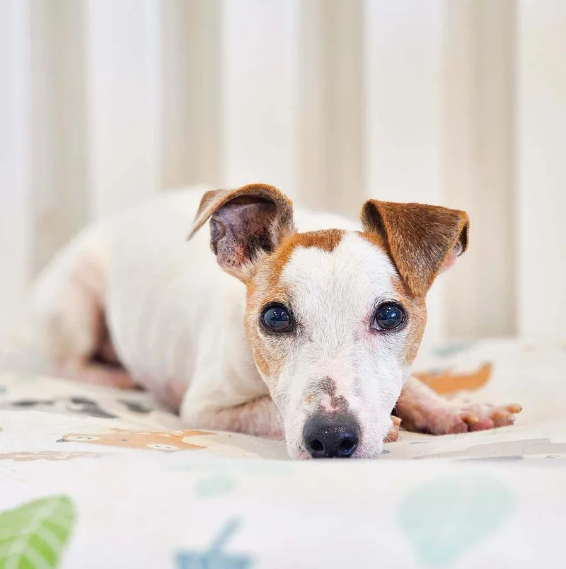 Wishbone thumbnail 2