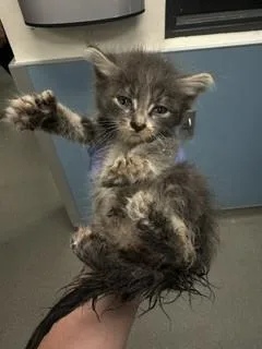 A baby small-sized male Domestic Short Hair cat named Diesel for adoption in Miami, FL