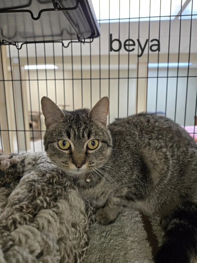 An adult medium-sized female Domestic Short Hair cat named Beya for adoption in Gettysburg, PA