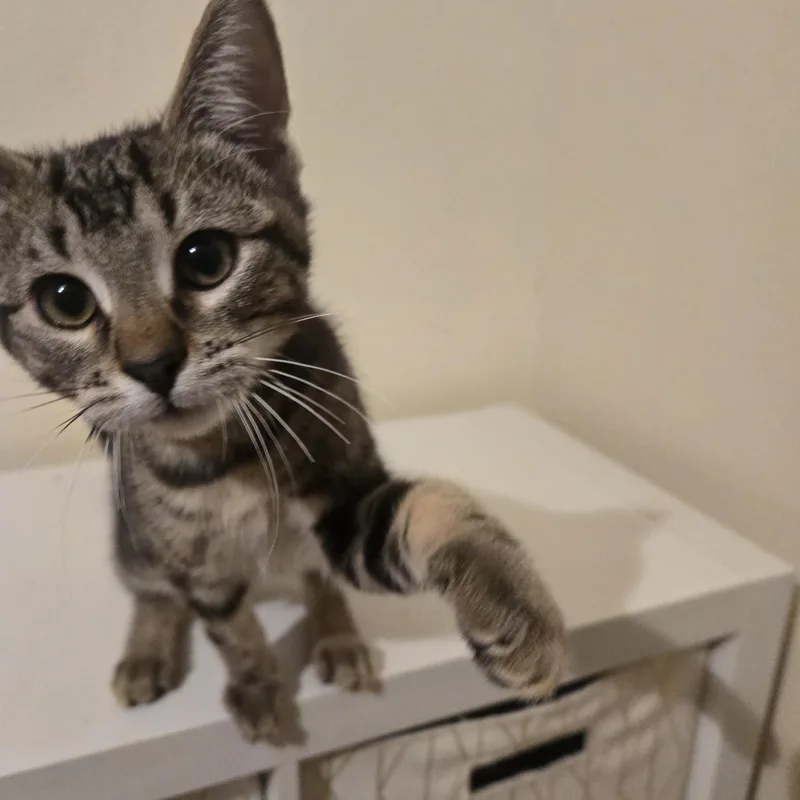 A baby small-sized male Tabby (Brown / Chocolate) Domestic Short Hair cat named Mistery for adoption in Liverpool, TX