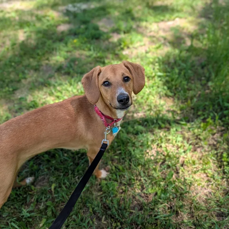 An adult medium-sized male Yellow / Tan / Blond / Fawn Beagle dog named Benny for adoption in Fenton, MI