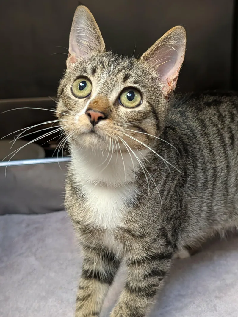 A baby medium-sized male Tabby (Brown / Chocolate) Domestic Short Hair cat named Mateo for adoption in Chambersburg, PA