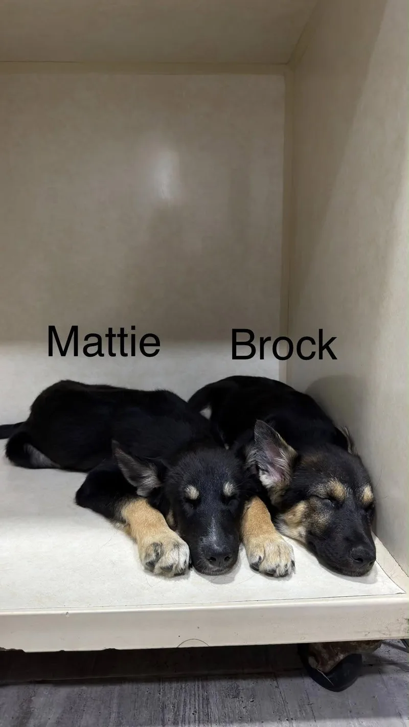A young large-sized male German Shepherd Dog dog named Brock for adoption in El Centro, CA