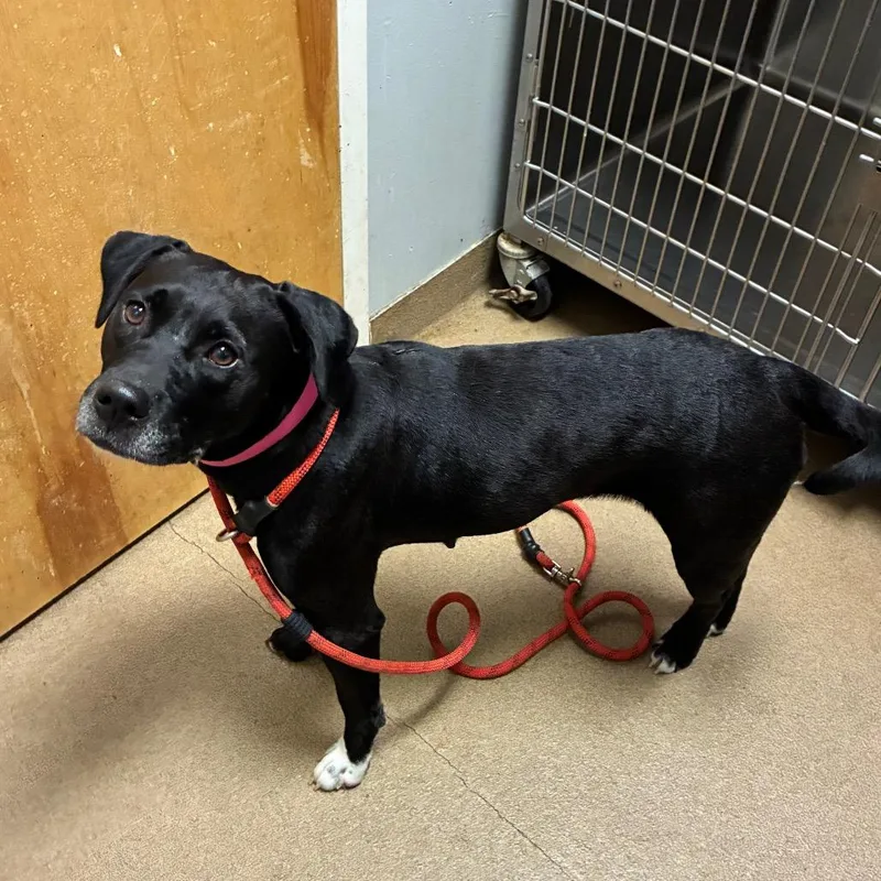 An adult medium-sized female Black Mixed Breed dog named Harley for adoption in Chattanooga, TN
