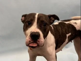 An adult large-sized female Pit Bull Terrier dog named Brenda for adoption in Golden Valley, MN