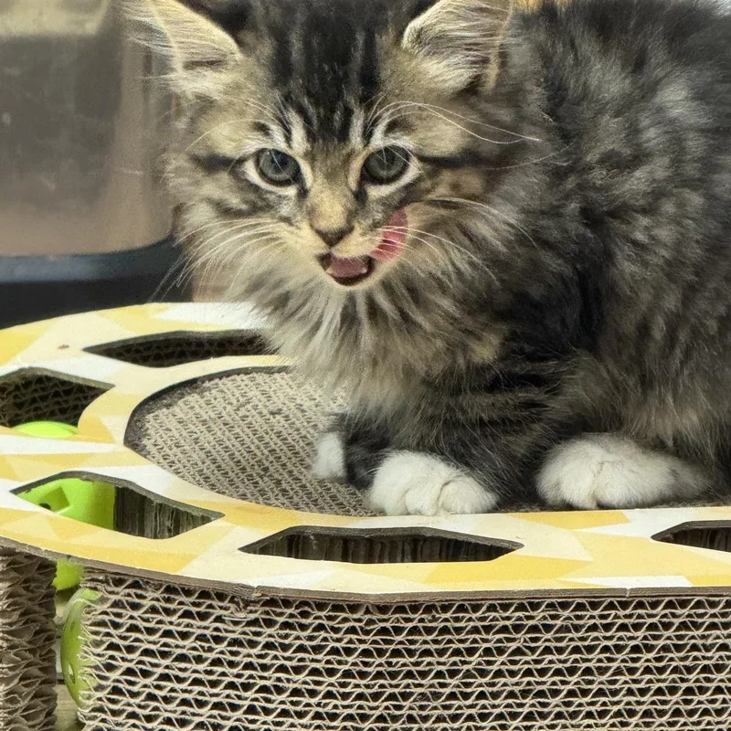 A young medium-sized female Brown / Chocolate Maine Coon cat named Starr for adoption in Blairsville, GA