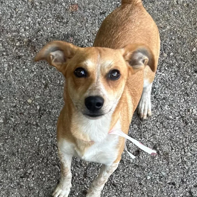 A senior medium-sized female Red / Chestnut / Orange Basenji dog named Queenie for adoption in Sequatchie, TN