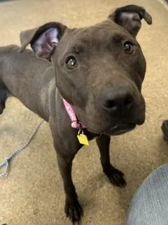 A young medium-sized female Black Pit Bull Terrier dog named Nina for adoption in Cleveland, OH