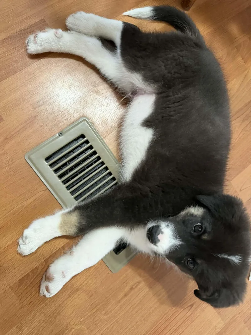 A baby medium-sized male Black Husky dog named George for adoption in Paramus, NJ