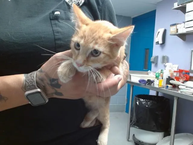 A baby small-sized male Domestic Short Hair cat named Pecan for adoption in Albuquerque, NM