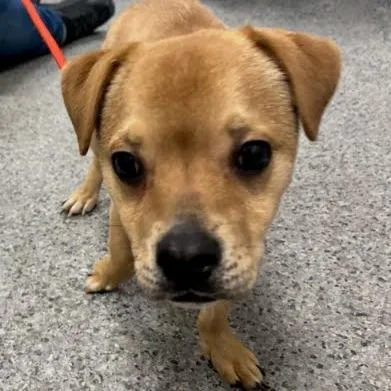 A young small-sized male Mixed Breed dog named Scooter for adoption in Jeffersonville, IN