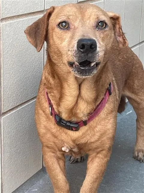 An adult small-sized male Labrador Retriever dog named Grits for adoption in Corpus Christi, TX