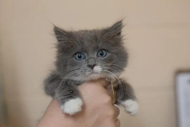 A baby small-sized female Domestic Long Hair cat named Cinnamon for adoption in Mountain Home, AR