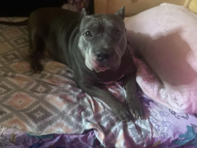An adult extra large-sized male Gray / Blue / Silver Cane Corso dog named Zeus for adoption in Scottsville, KY