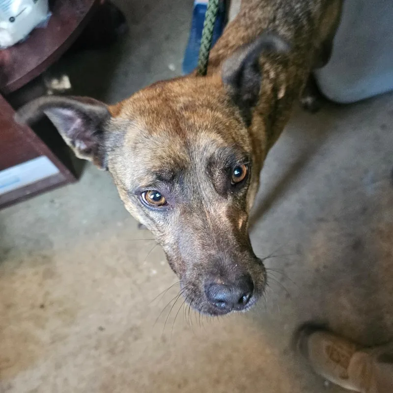 A young medium-sized male Brindle Mountain Cur dog named Tngcstray for adoption in Pulaski, TN