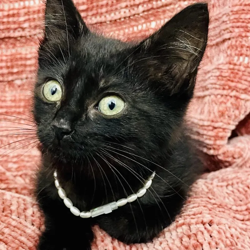 A baby small-sized female Black Domestic Medium Hair cat named Billie Jean for adoption in Bedford, NH