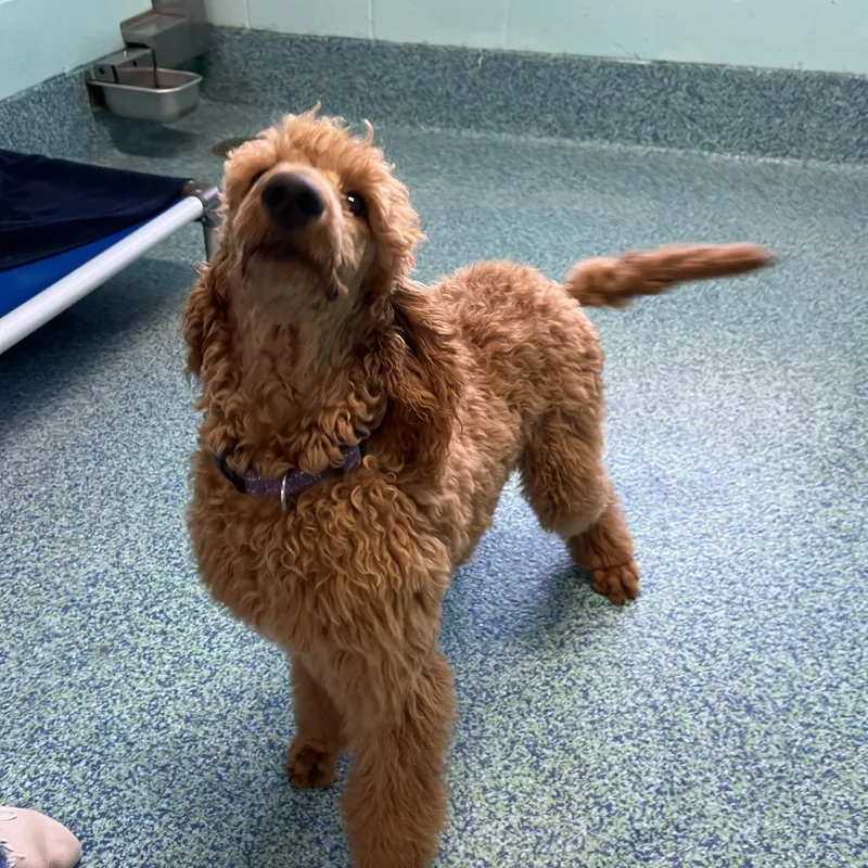 A baby medium-sized female Red / Chestnut / Orange Mixed Breed dog named Bella for adoption in Naples, FL