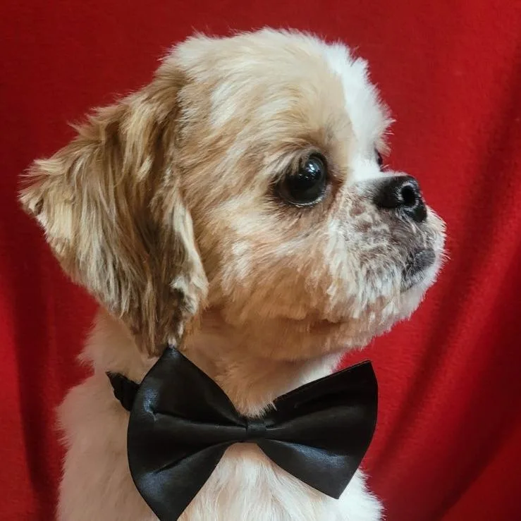 An adult small-sized male Yellow / Tan / Blond / Fawn Shih Tzu dog named Prince for adoption in Santa Fe, TX