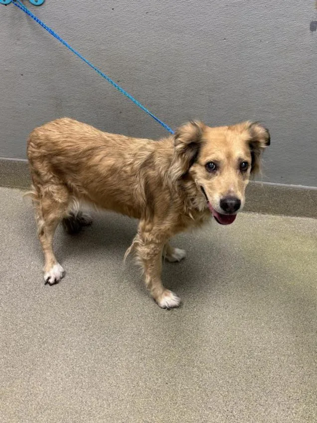 A senior medium-sized female Golden Retriever dog named Ohana for adoption in Las Vegas, NV
