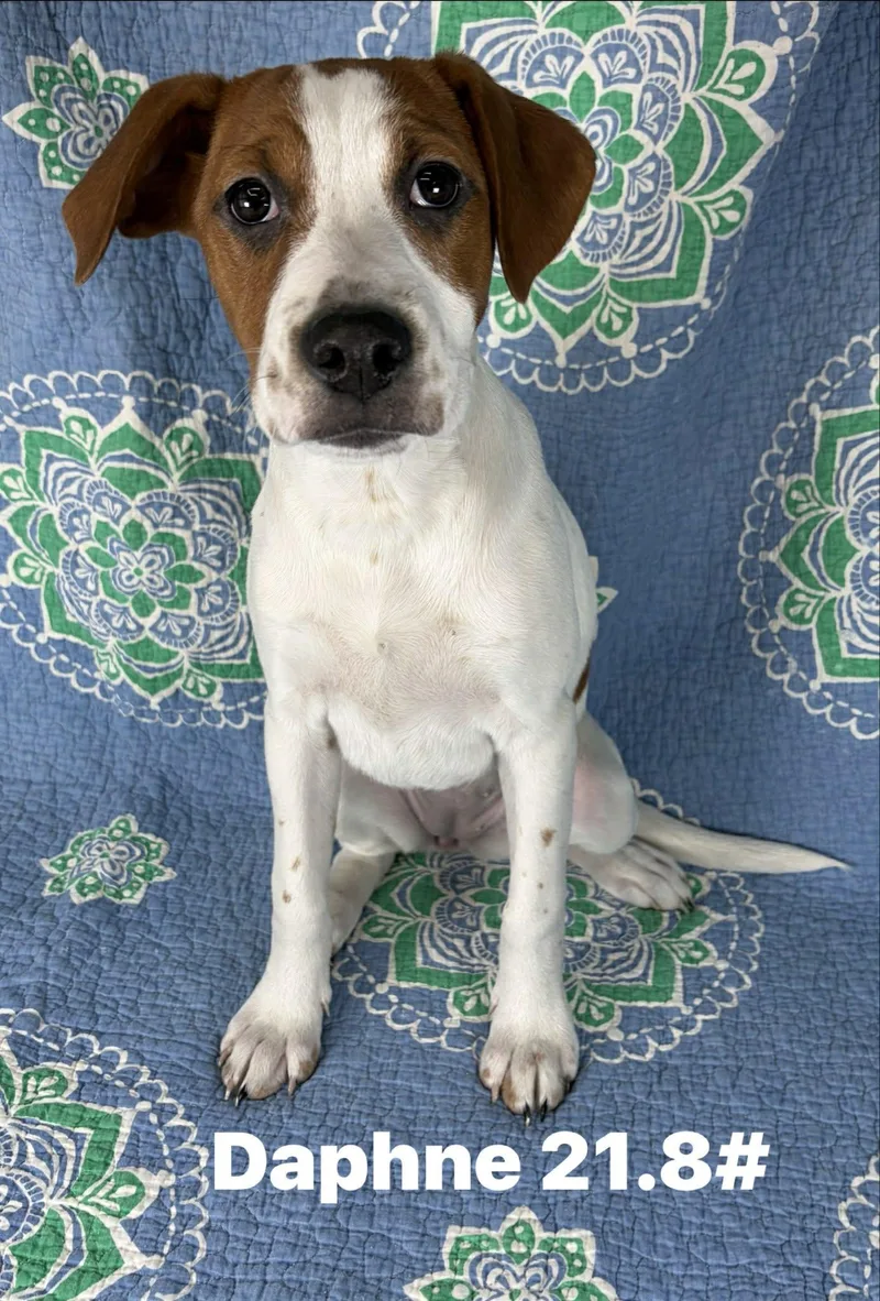 A baby large-sized female White / Cream Hound dog named Daphne for adoption in New York, NY