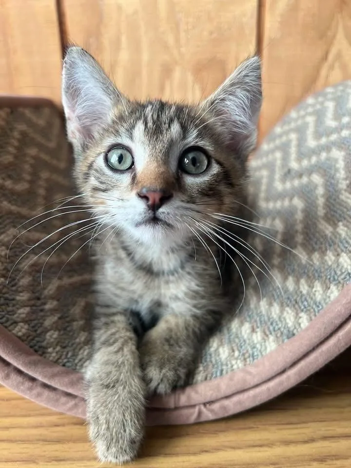 A baby medium-sized male Domestic Short Hair cat named Tangerine for adoption in Sullivan, MO