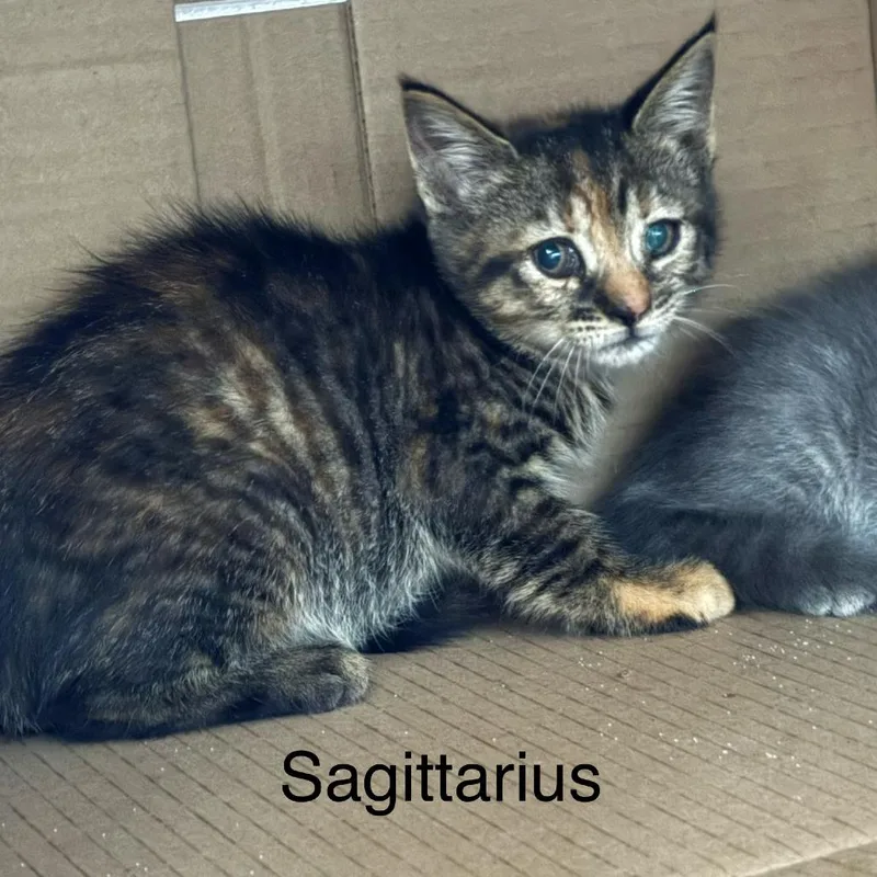 A baby small-sized female Tortoiseshell Domestic Short Hair cat named Sagittarius for adoption in Windsor, VA