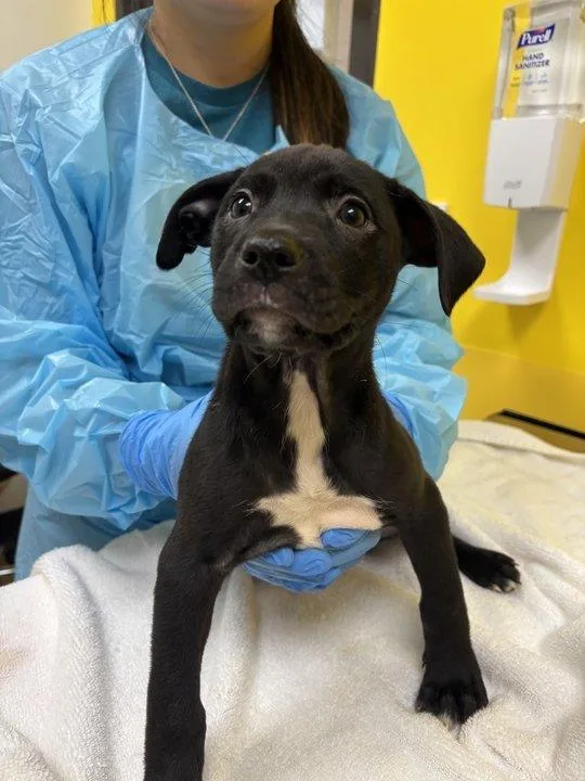 A baby small-sized female Black Mixed Breed dog named Jeane for adoption in Raleigh, NC