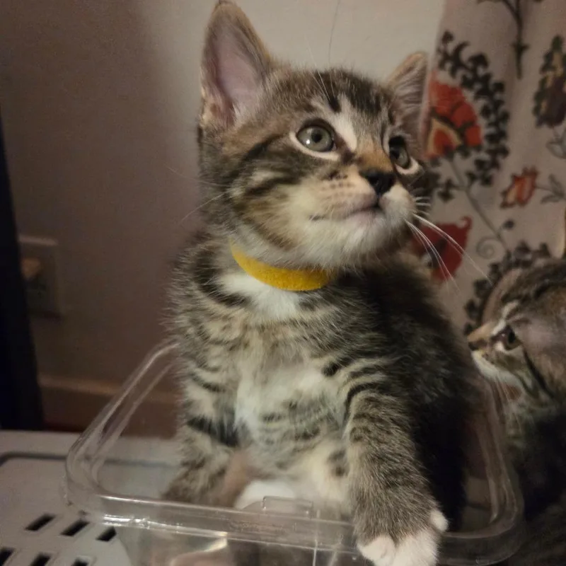 A baby small-sized male Brown / Chocolate Domestic Short Hair cat named Sunny Boy for adoption in Pasadena, CA
