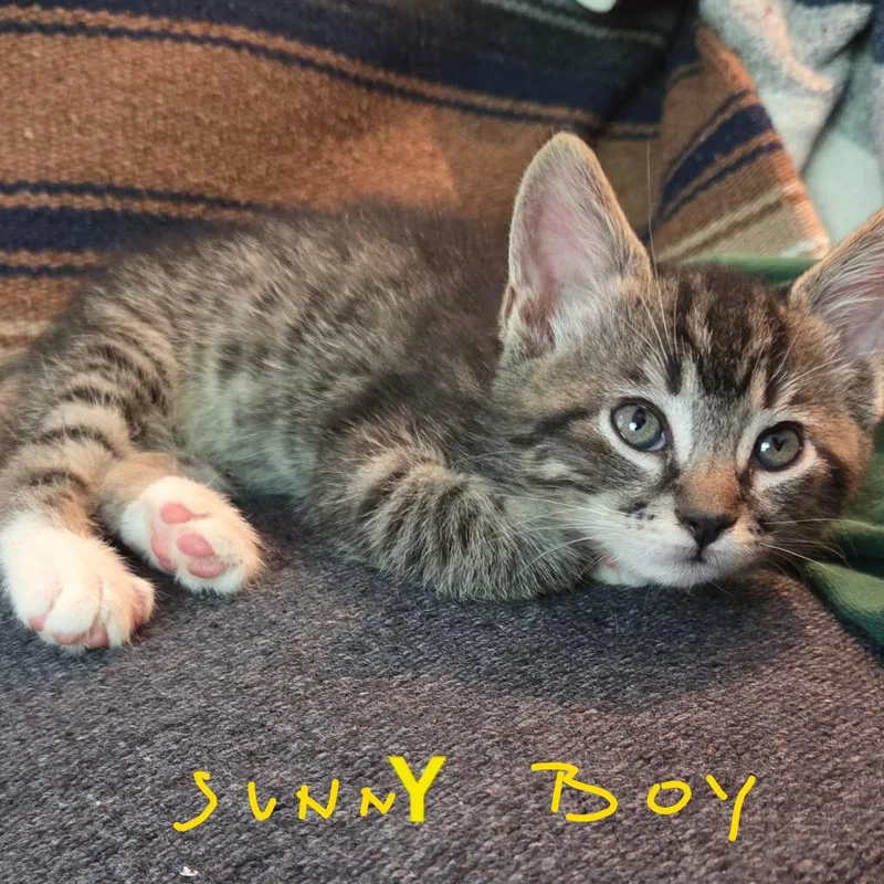 Sunny Boy thumbnail 4
