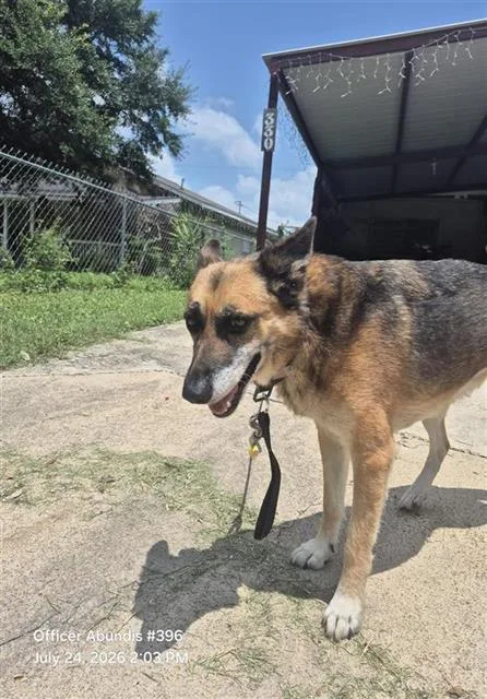 An adult medium-sized female German Shepherd Dog dog named Lola for adoption in San Antonio, TX