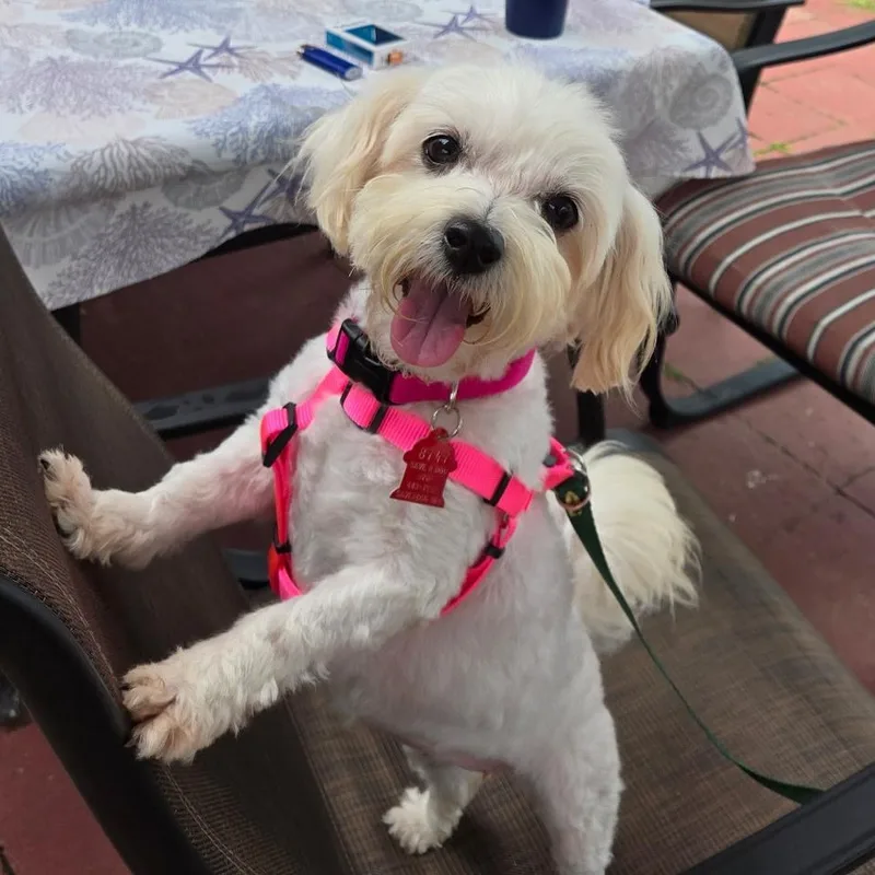 An adult small-sized female White / Cream Maltese dog named Hyacinth for adoption in Sudbury, MA
