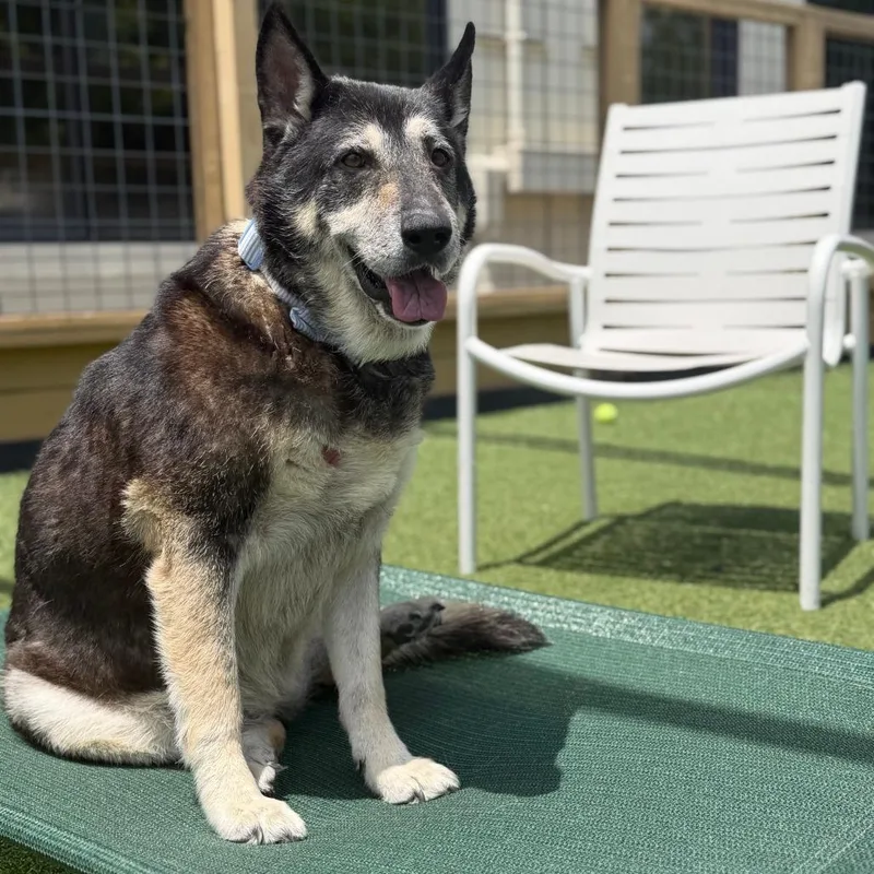 A senior large-sized female Black Husky dog named Mazy for adoption in Houston, TX