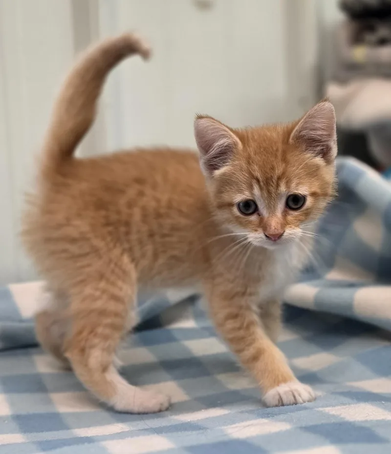 A baby medium-sized male Domestic Short Hair cat named Kermit for adoption in Brainerd, MN