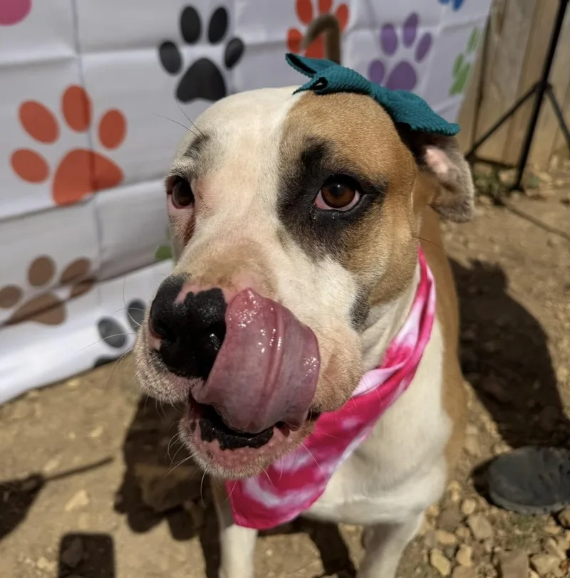 An adult medium-sized female White / Cream Boxer dog named Annie for adoption in Scottsville, KY