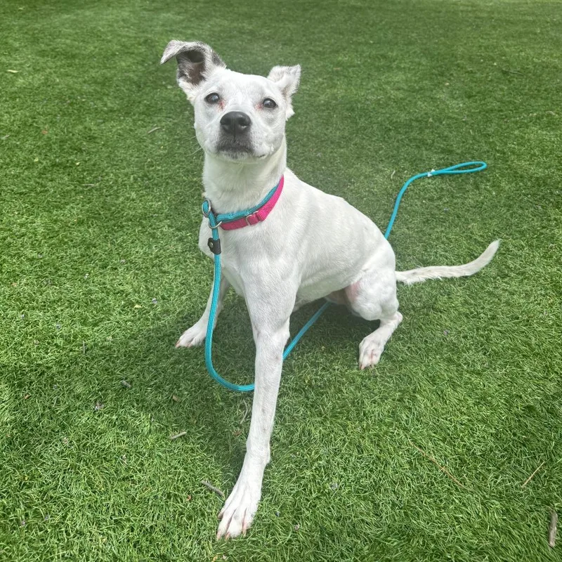An adult medium-sized female White / Cream Mixed Breed dog named Eri for adoption in Saint Charles, MO
