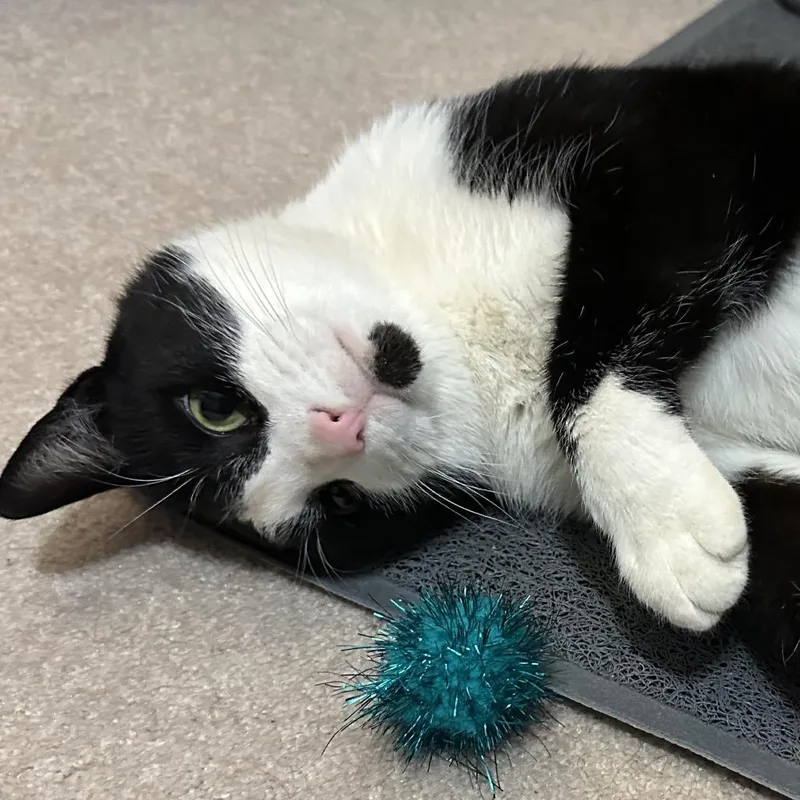 An adult large-sized male Black Domestic Short Hair cat named Num Nums for adoption in Chapel Hill, NC
