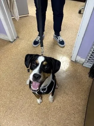 An adult medium-sized male Terrier dog named Jackal for adoption in San Antonio, TX