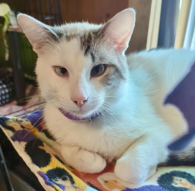 Mr Biscuit