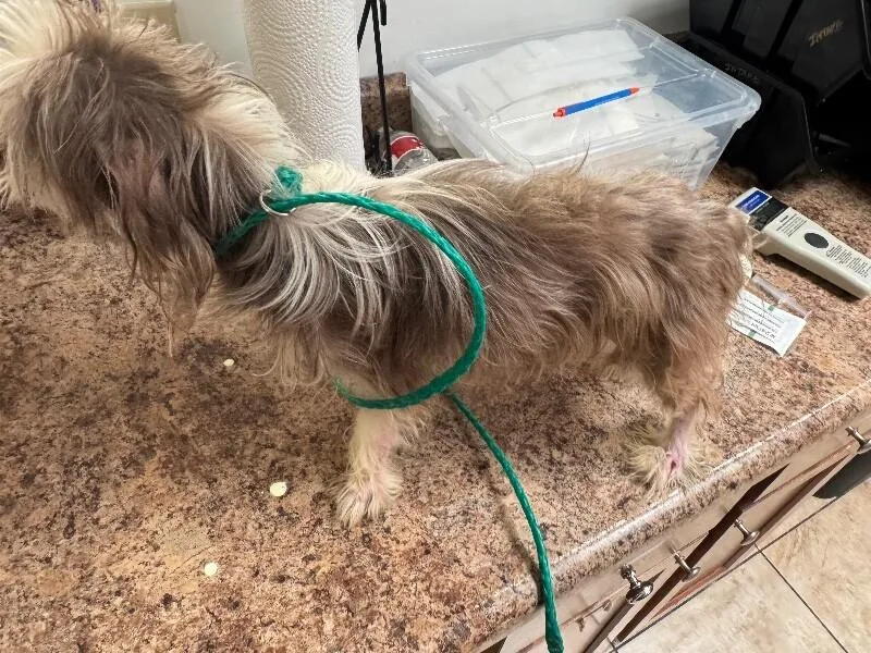 A senior small-sized female Gray / Blue / Silver Mixed Breed dog named Scrappalina for adoption in Cincinnati, OH